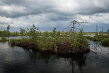 Ormandaki nehrin manzarası