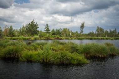 bir gölet ve ağaçlar ile göl