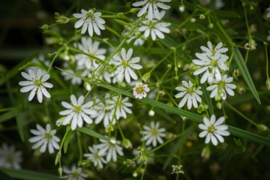 Bahçedeki yeşil çiçekler.