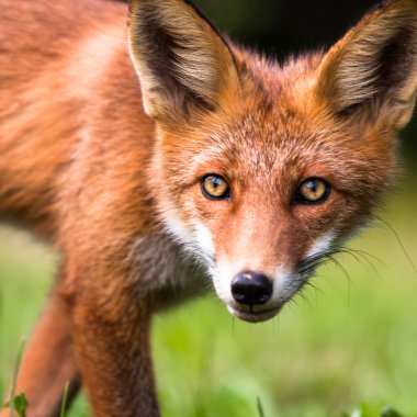 Vahşi Kırmızı tilki portresi