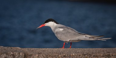 Kentsel arkaplan üzerine Tern
