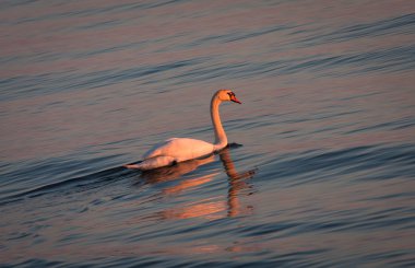 Günbatımında beyaz kuğu