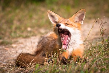 Kızıl Tilki, yaban hayatı