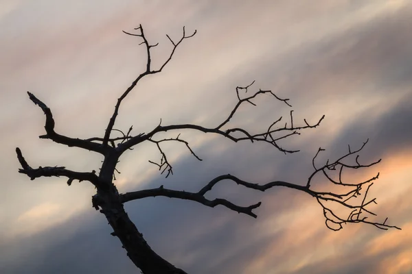 Мертвые Ветви Деревьев Небе — стоковое фото