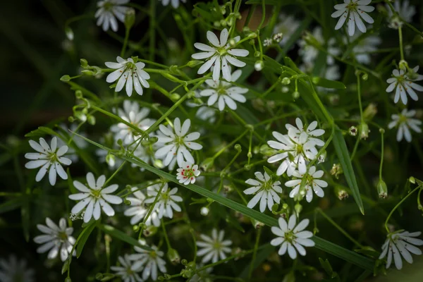 Mammea siamensis Single or single flower buds. The flowers are white.