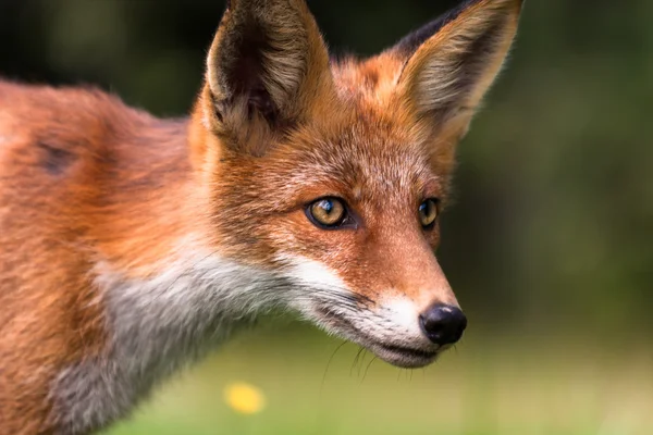 Portrait of red young wild fox — Stock Photo, Image