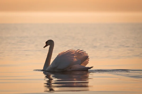 Günbatımında beyaz kuğu