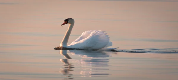 Cygne Blanc Coucher Soleil — Photo