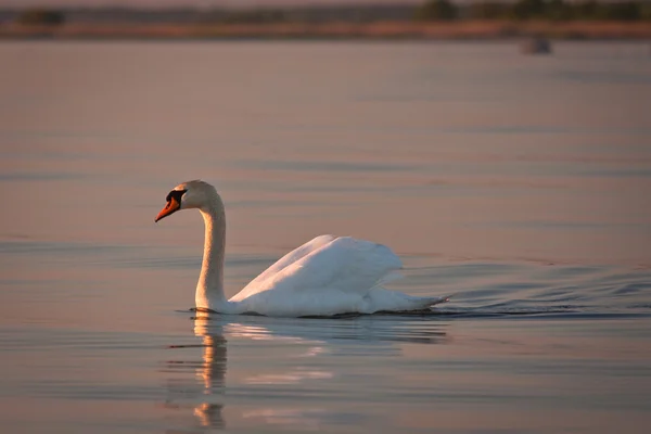 White Swan Sunset — Stock Photo, Image