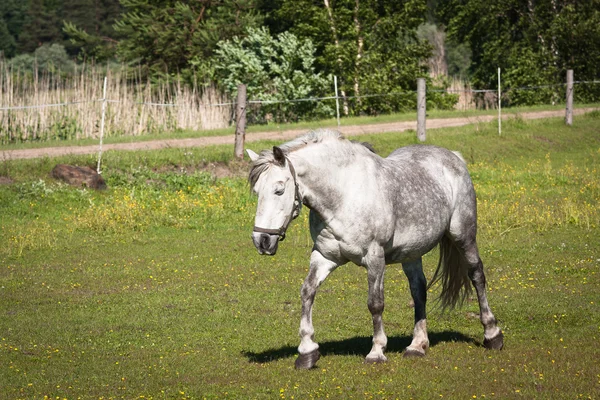 Schimmel Auf Der Weide — Stockfoto