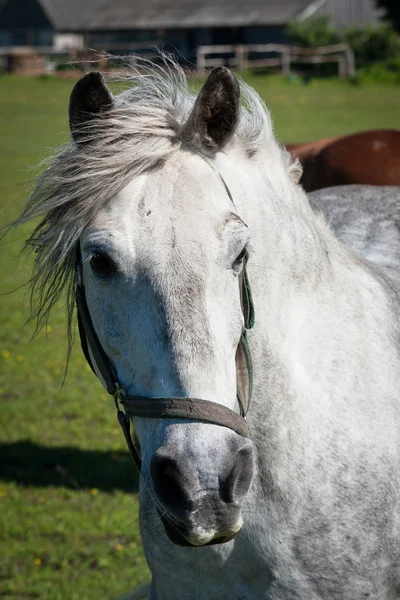 Porträt Eines Pferdes Park — Stockfoto
