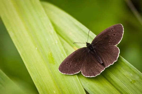 Ringlet Sfondo Verde — Foto Stock