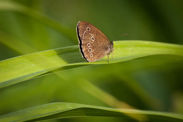 Ringlet Green Background — Stock Photo, Image