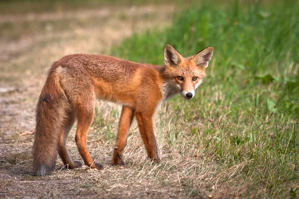 Volpe rossa nella fauna selvatica — Foto Stock