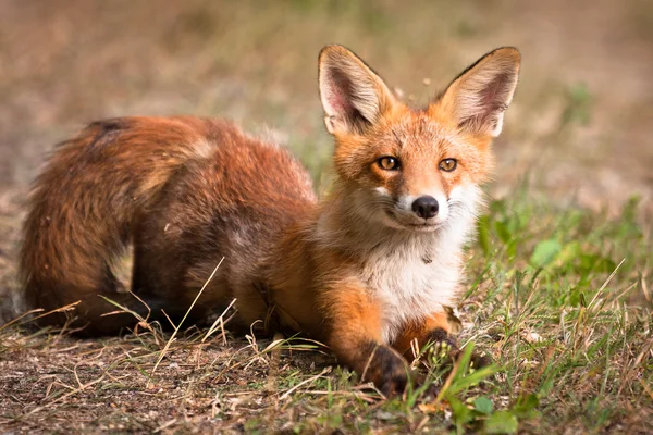A raposa vermelha — Fotografia de Stock