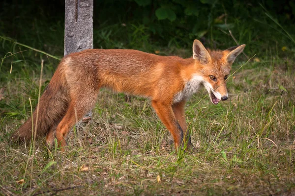 Volpe rossa nella fauna selvatica — Foto Stock