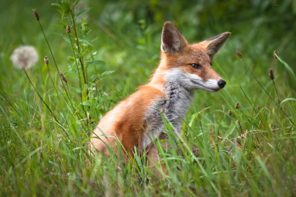 Volpe rossa nella fauna selvatica — Foto Stock