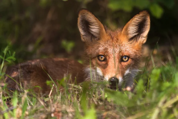 Volpe rossa nella fauna selvatica — Foto Stock