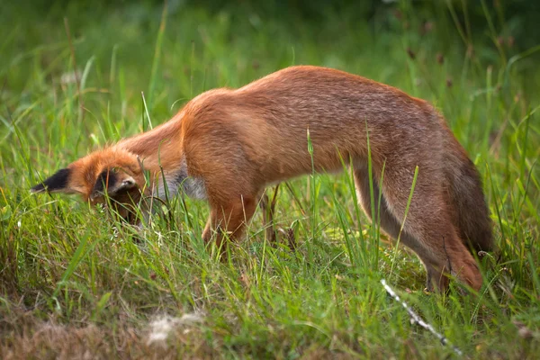 Zorro rojo en la fauna — Foto de Stock