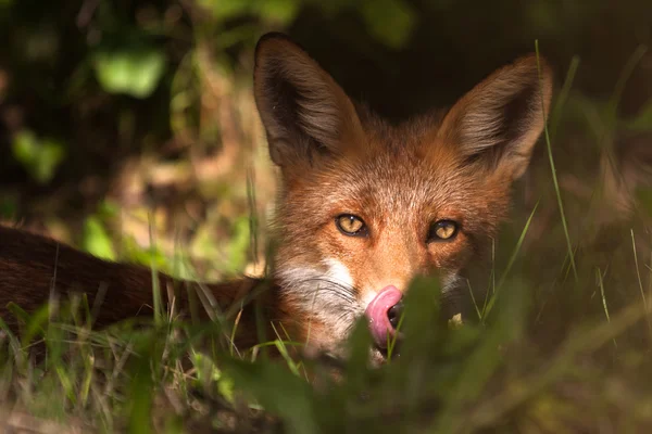 Volpe rossa nella fauna selvatica — Foto Stock