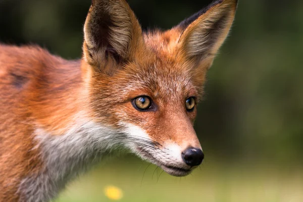 Raposa vermelha na vida selvagem — Fotografia de Stock