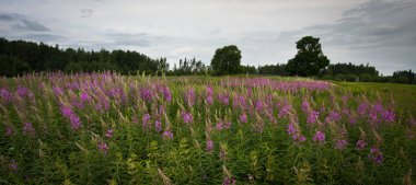 yaz günü ile farklı çiçeklerle güneşli çayır açık hava