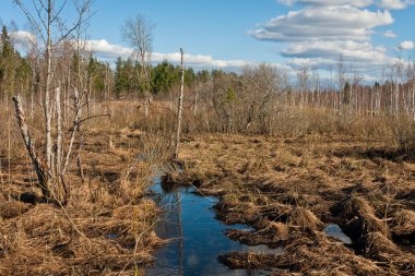 Ormanda sonbahar ağaçları.