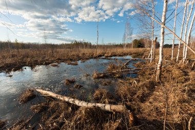 Kar ve ağaçlarla kaplı kış manzarası