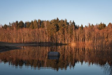 Bahar orman yansımalar 
