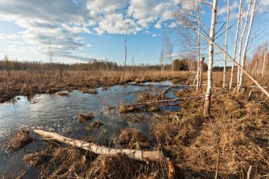 Bahar huş yansımaları su