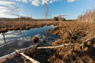 Bahar huş yansımaları su