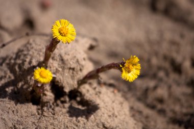 Tussilago farfara, coltsfoot
