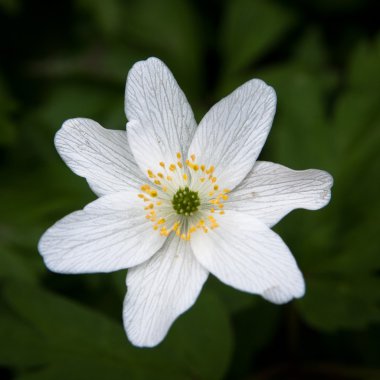 (yel çiçeği, yüksük otu, tilki kokusu) (Anemone nemorosa). Makro.