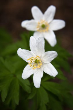 Yeşil çayırda beyaz çiçekler