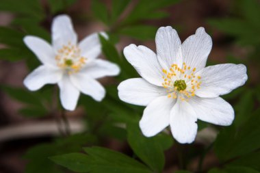 Yeşil çayırda beyaz çiçekler