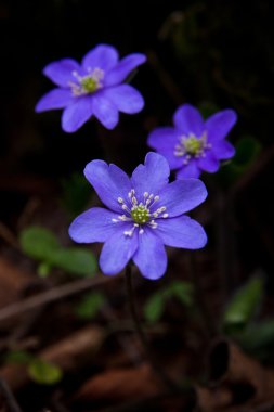 Ormandaki ilk taze mavi menekşe. Mavi bahar kır çiçekleri yosunları, mantarı nobilis.