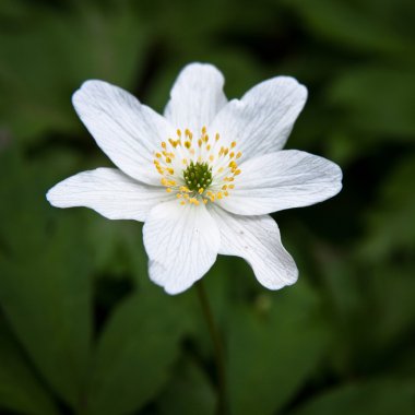 Anemon sylvestris. İlk bahar çiçekleri. Yakın çekim