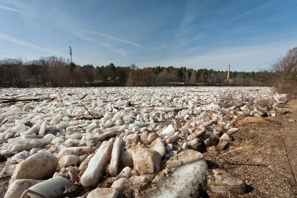 Many River Forest — Stock Photo, Image