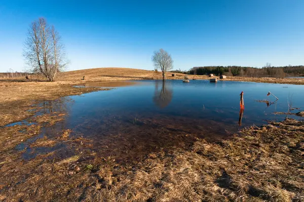 River Forest — Stock Photo, Image