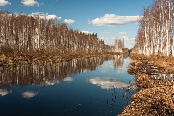 Lago Invierno Bosque — Foto de Stock