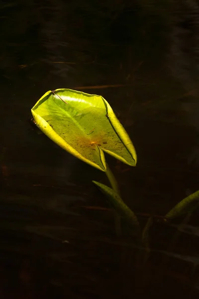 Folha Verde Mesa — Fotografia de Stock