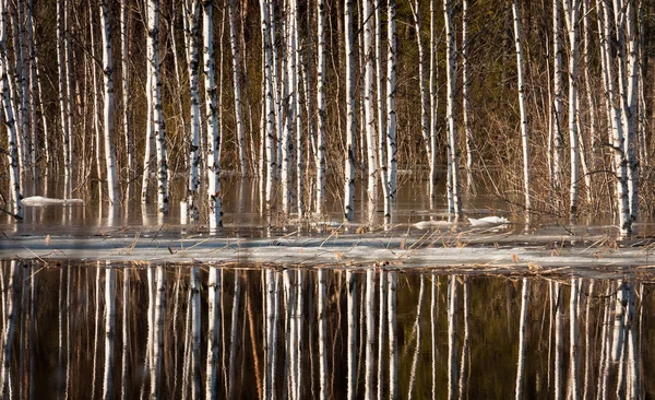 Birch Reflections Water — 스톡 사진