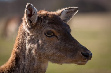 Letonya üreme geyik
