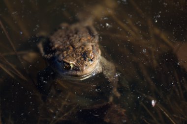 Genç ve güzel bir bayana yaklaş.