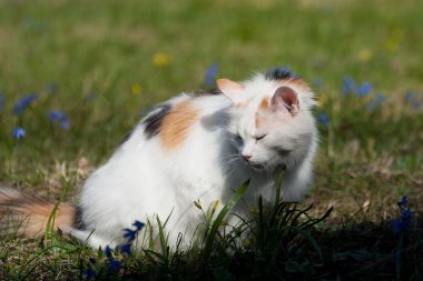 Küçük beyaz kedi çimlerin üzerinde