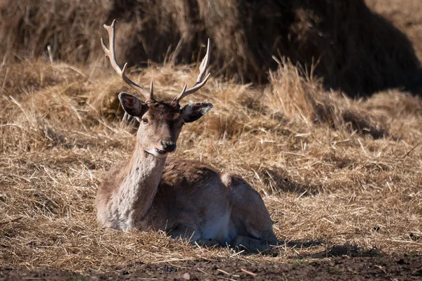 Deer breeding in latvia — Stock Photo, Image