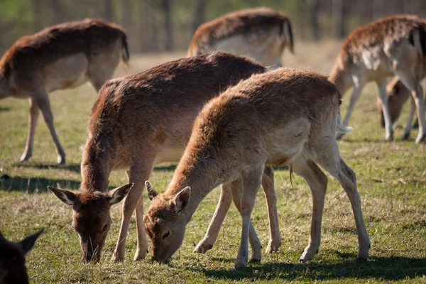 鹿在拉脱维亚的选育 — 图库照片
