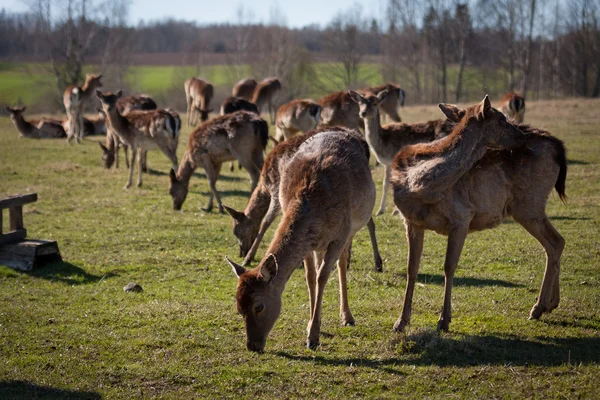 Разведение оленей в Латвии — стоковое фото