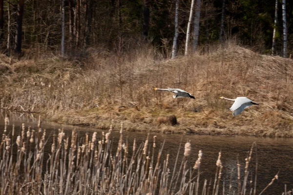 Flygande Egret Skogen — Stockfoto