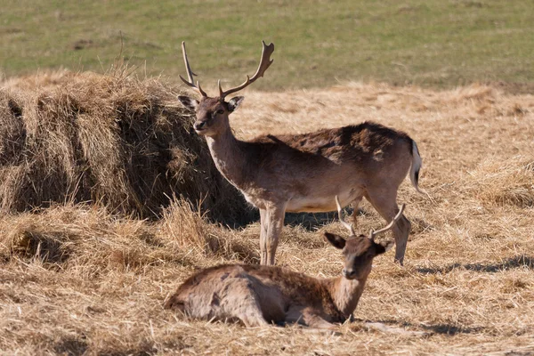Cría de ciervos en latvia — Foto de Stock